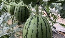 清远网红吃瓜,揭秘背后真相与网络舆论风暴